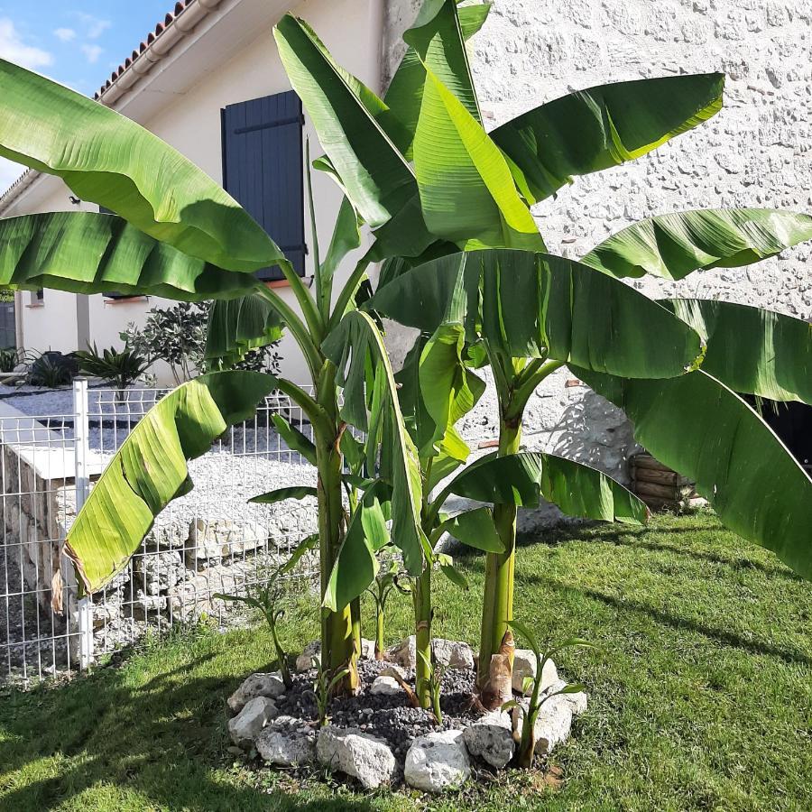 Le Domaine Vesque Villa Saint-Pierre-de-Clairac Exteriör bild
